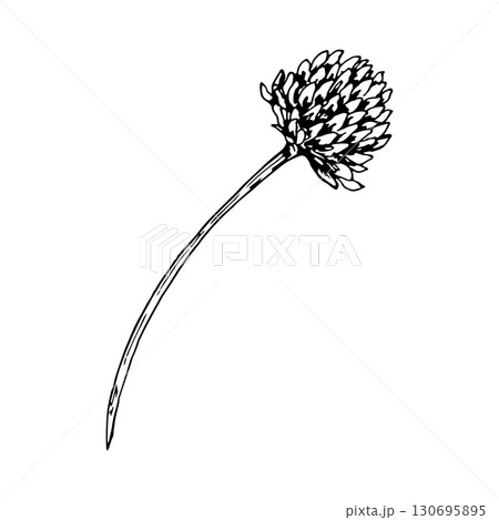 Vector illustration of clover flower head on long curved stem, created in detailed hand drawn line art, suitable for herbal tea packaging, botanical design, apothecary branding and eco friendly prints Vector illustration of clover flower head on long curved stem, created in detailed hand drawn line art, suitable for herbal tea packaging, botanical design, apothecary branding and eco friendly prints 130695895