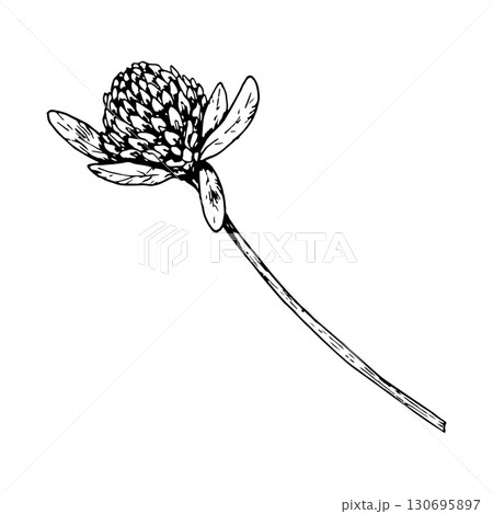 Hand drawn clover plant with blossoms and leaves, vector illustration in line drawing style, suitable for natural cosmetics packaging, eco prints, herbal medicine design, St Patrick s Day decorations Hand drawn clover plant with blossoms and leaves, vector illustration in line drawing style, suitable for natural cosmetics packaging, eco prints, herbal medicine design, St Patrick s Day decorations 130695897