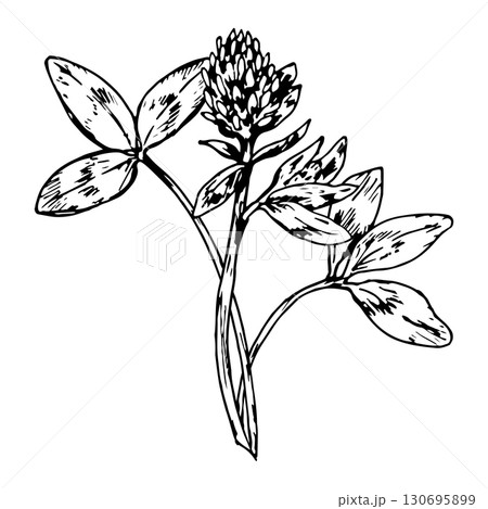 Vector illustration of clover plant with blooming head and leaves, hand drawn in detailed line style, perfect for eco friendly packaging, apothecary design, herbal labels, St Patrick s Day artwork 130695899