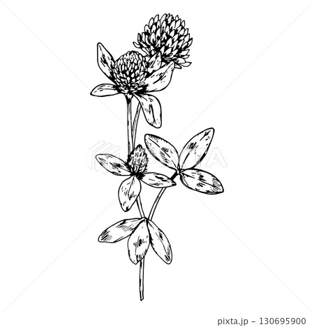 Hand drawn vector illustration of blooming clover flower with stem and small leaves, detailed linework suitable for herbal tea packaging, eco design, botanical prints and St Patrick s Day projects 130695900