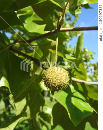 アメリカスズカケノキ(別名:プラタナス)の果実 アメリカスズカケノキ(別名:プラタナス)の果実 130697382