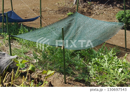 野菜を猛暑夏の日照りから日除けで守る様子 野菜を猛暑夏の日照りから日除けで守る様子 130697543