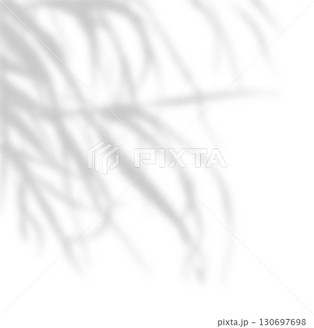 Soft shadow of tree branches on white background. Natural light overlay with subtle palm or leaf silhouettes. Minimal botanical shadow backdrop for product display. Realistic vector illustration 130697698