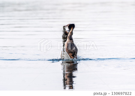 Mating games of two water birds Great Crested Grebes. Two waterfowl birds Great Crested Grebes swim in the lake with heart shaped silhouette 130697822