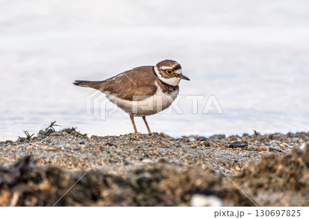 Little ringed plover (Charadrius dubius), bird standing on the lake shore 130697825