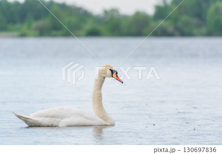 Graceful white Swan swimming in the lake, swans in the wild. Portrait of a white swan swimming on a lake. Graceful white Swan swimming in the lake, swans in the wild. Portrait of a white swan swimming on a lake. 130697836