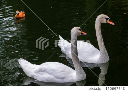Two Graceful white Swans swimming in the lake, swans in the wild Two Graceful white Swans swimming in the lake, swans in the wild 130697848