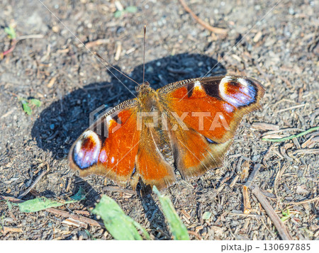 Peacock butterfly on the ground among the grass Peacock butterfly on the ground among the grass 130697885