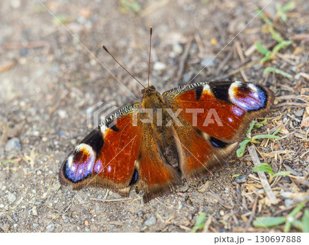 Peacock butterfly on the ground among the grass Peacock butterfly on the ground among the grass 130697888