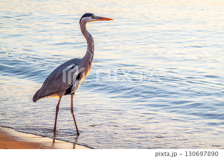 A heron hunting in the sea. Grey heron on the hunt 130697890