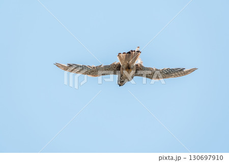 Common kestrel, Falco tinnunculus, hovered in the air in search of prey 130697910