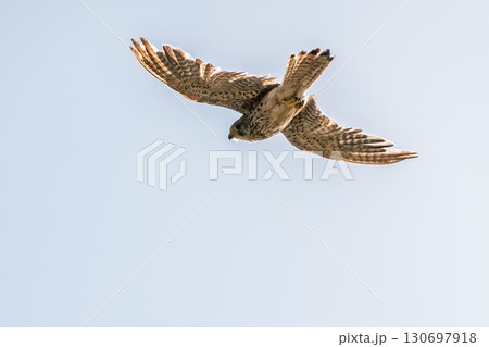 Common kestrel, Falco tinnunculus, hovered in the air in search of prey 130697918