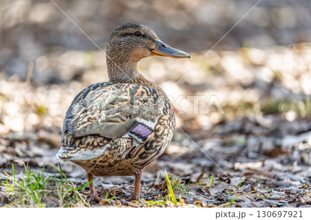 A duck female stands on its paws on the green shore of a pond. 130697921