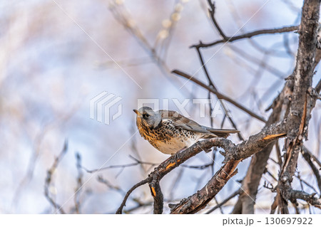 Fieldfare is sitting on branch in winter or autumn on blue sky background. 130697922