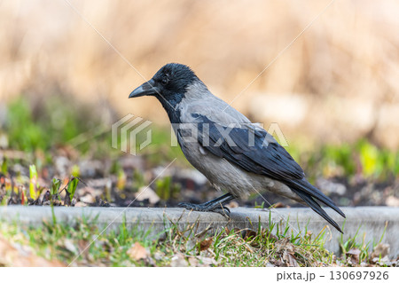Hooded crow, corvus cornix, standing on the lawn in the spring or summer 130697926