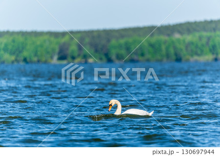 Graceful white Swan swimming in the lake, swans in the wild. Portrait of a white swan swimming on a lake. 130697944