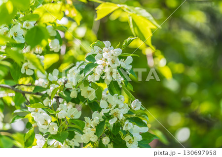 White blossoming apple trees. White apple tree flowers White blossoming apple trees. White apple tree flowers 130697958
