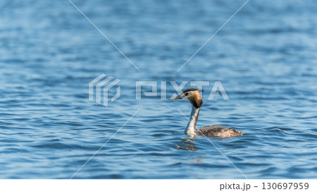 The waterfowl bird Great Crested Grebe swimming in the calm lake 130697959