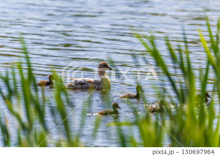 A family of ducks, a duck and its little ducklings are swimming in the water. The duck takes care of its newborn ducklings. Mallard, lat. Anas platyrhynchos A family of ducks, a duck and its little ducklings are swimming in the water. The duck takes care of its newborn ducklings. Mallard, lat. Anas platyrhynchos 130697964