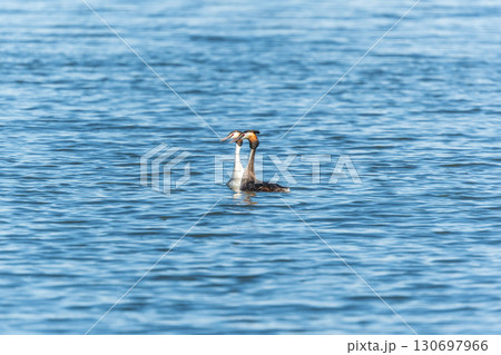 Mating games of two water birds Great Crested Grebes. Two waterfowl birds Great Crested Grebes swim in the lake with heart shaped silhouette 130697966