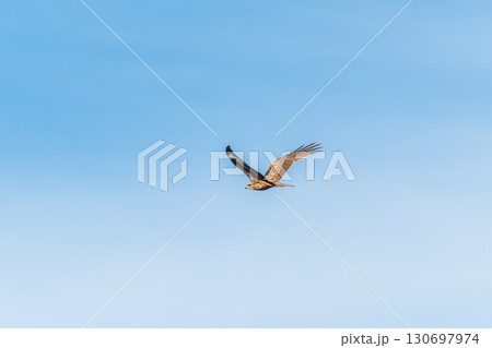 The bird of prey Black Kite flying in blue Sky The bird of prey Black Kite flying in blue Sky 130697974