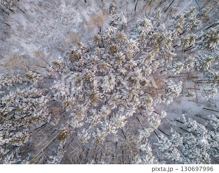 Aerial view of a winter pine forest. Top view of snow-covered pine trees. Beautiful winter forest landscape. Aerial view of a winter pine forest. Top view of snow-covered pine trees. Beautiful winter forest landscape. 130697996