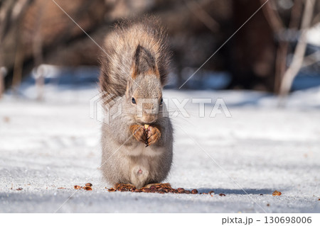 The squirrel in winter sits on white snow. The squirrel in winter sits on white snow. 130698006