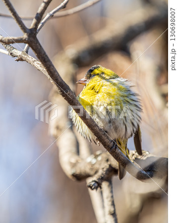 Eurasian siskin male, latin name spinus spinus, sitting on branch of tree. Cute little yellow songbird. Eurasian siskin male, latin name spinus spinus, sitting on branch of tree. Cute little yellow songbird. 130698007
