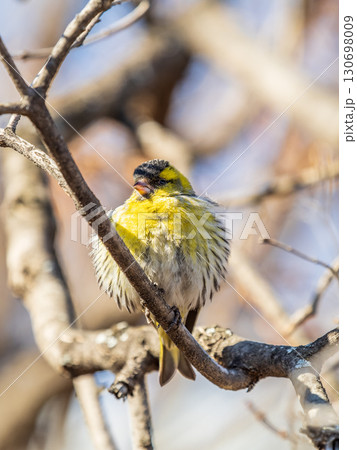 Eurasian siskin male, latin name spinus spinus, sitting on branch of tree. Cute little yellow songbird. Eurasian siskin male, latin name spinus spinus, sitting on branch of tree. Cute little yellow songbird. 130698009
