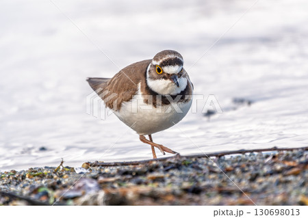 Little ringed plover (Charadrius dubius), bird standing on the lake shore Little ringed plover (Charadrius dubius), bird standing on the lake shore 130698013