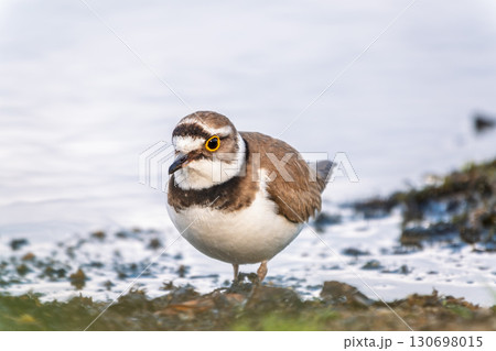 Little ringed plover (Charadrius dubius), bird standing on the lake shore 130698015