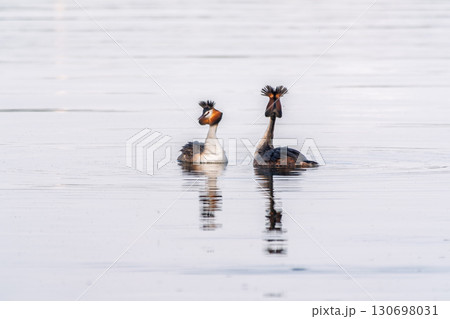 Mating games of two water birds Great Crested Grebes. Two waterfowl birds Great Crested Grebes swim in the lake with heart shaped silhouette Mating games of two water birds Great Crested Grebes. Two waterfowl birds Great Crested Grebes swim in the lake with heart shaped silhouette 130698031