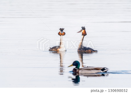 Mating games of two water birds Great Crested Grebes. Two waterfowl birds Great Crested Grebes swim in the lake with heart shaped silhouette 130698032
