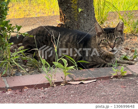 夕涼み中の猫を撮影しました。 夕涼み中の猫を撮影しました。 130699648