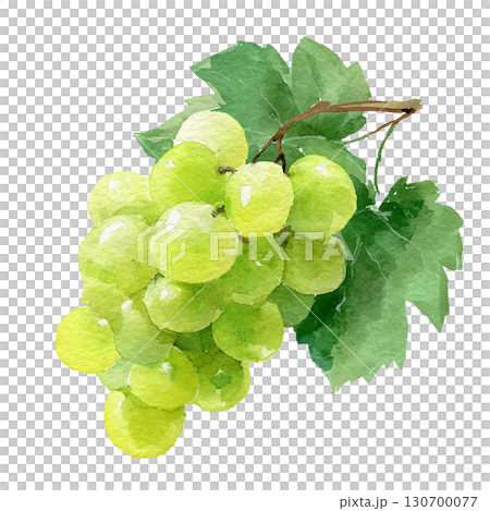 一串綠葡萄的水彩插圖，馬斯喀特風格的水果材料，PNG剪貼畫 130700077