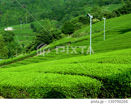 京都のお茶の一大産地・和束町の石寺の茶畑 京都のお茶の一大産地・和束町の石寺の茶畑 130700208
