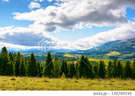 hillside of mountain range with coniferous forest and meadow. grassy pasture on the hill in autumn. transcarpathia landscape on a sunny morning under sky with clouds hillside of mountain range with coniferous forest and meadow. grassy pasture on the hill in autumn. transcarpathia landscape on a sunny morning under sky with clouds 130700330