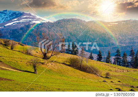 mountainous countryside landscape in spring at sunset. grassy field on slope of a hill. mountain ridge with snow capped tops in the distance in evening light. sunny weather with clouds on the sky 130700350