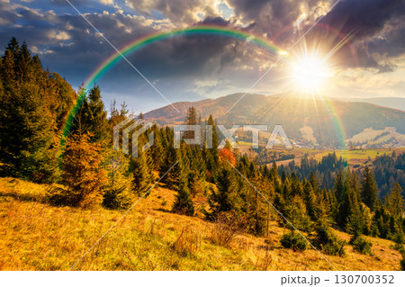 landscape with coniferous forest behind the meadow in autumn at sunset. nature background with blue sky and mountain ridge in evening light. alpine woodland 130700352