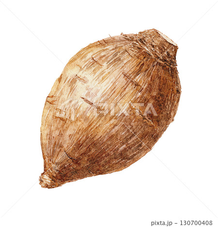 水彩風の里芋イラスト　根菜類の野菜素材　PNG切り抜き素材 130700408
