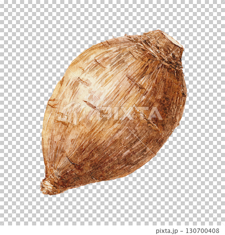 水彩風の里芋イラスト　根菜類の野菜素材　PNG切り抜き素材 130700408