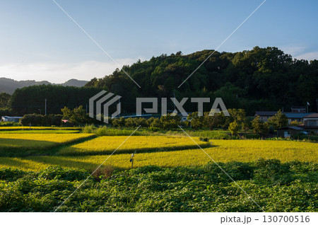 厚木市上古沢の田園風景　初秋の田園 130700516