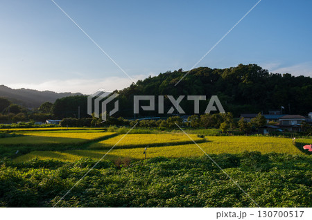 厚木市上古沢の田園風景 初秋の田園 厚木市上古沢の田園風景 初秋の田園 130700517