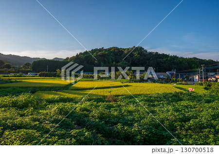 厚木市上古沢の田園風景　初秋の田園 130700518