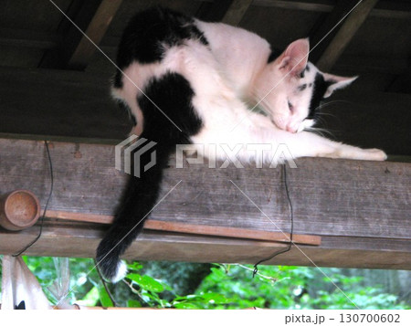 猫 20110827 130700602