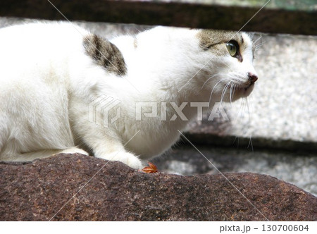 猫 1 20101121 130700604
