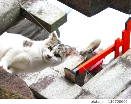 猫 2 20101121 130700605