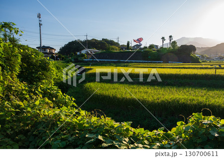 厚木市上古沢の田園風景 夕方の田んぼ景色 厚木市上古沢の田園風景 夕方の田んぼ景色 130700611