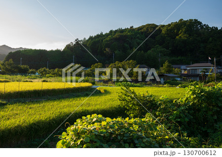 厚木市上古沢の田園風景 初秋の田園 厚木市上古沢の田園風景 初秋の田園 130700612