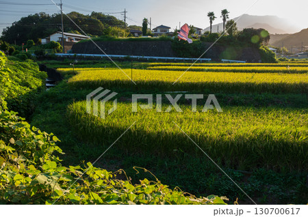 厚木市上古沢の田園風景 夕方の田んぼ景色 厚木市上古沢の田園風景 夕方の田んぼ景色 130700617